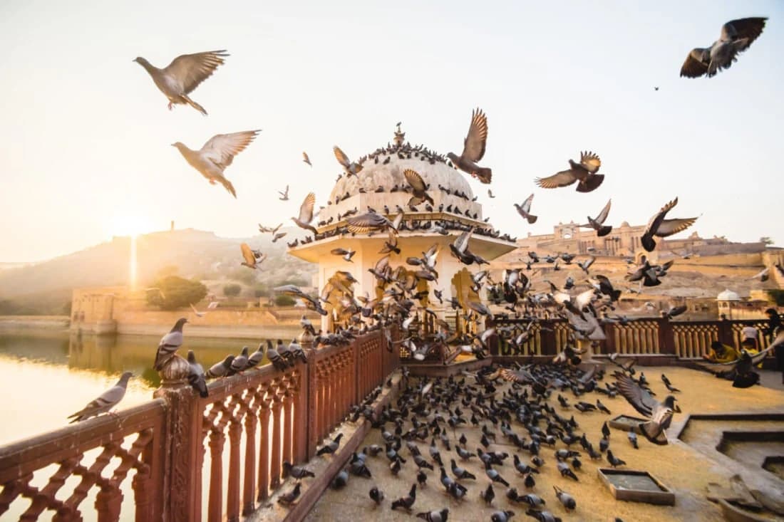 Golden hour at Amber Fort, Jaipur