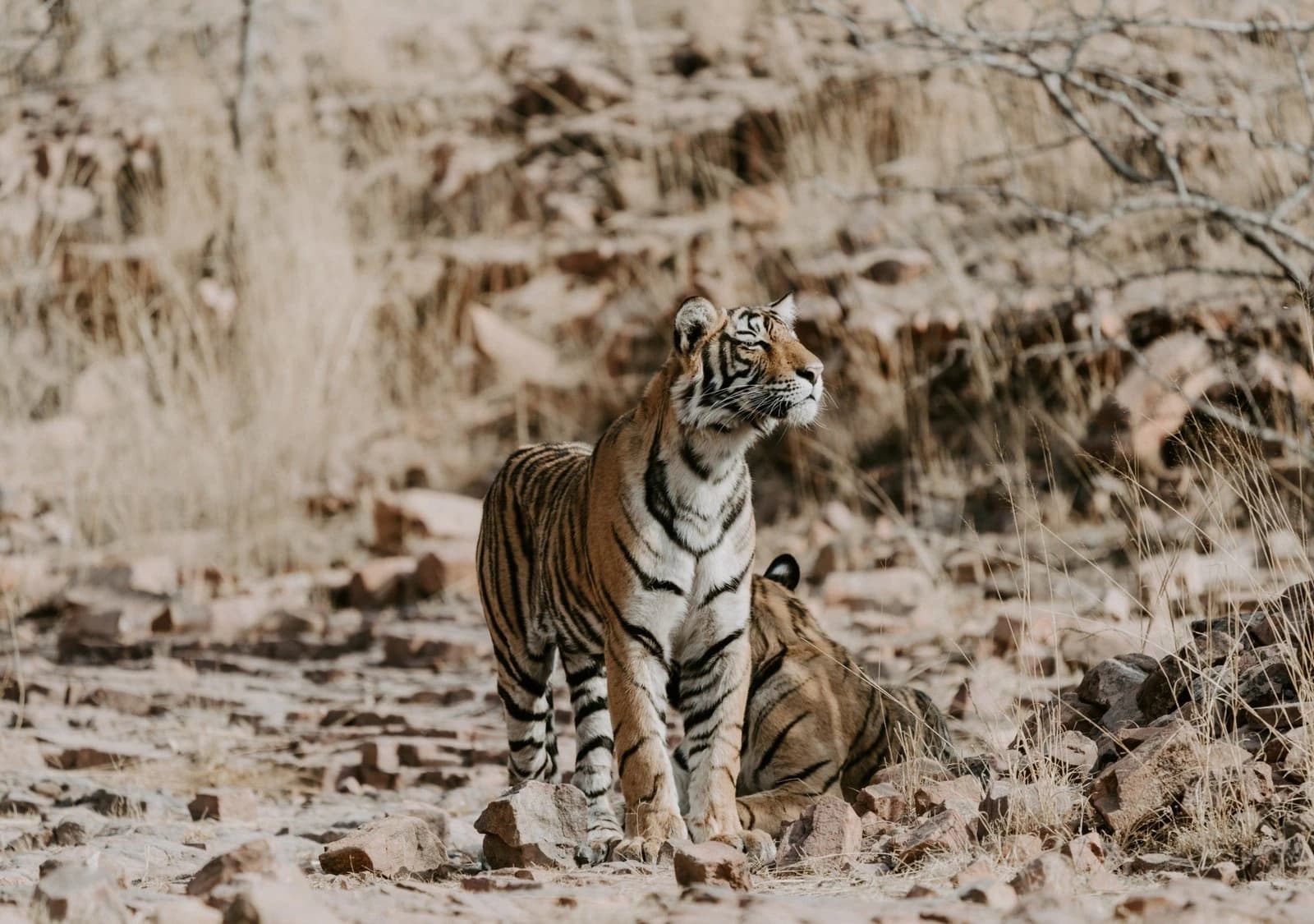 Faune & safari