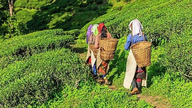 Darjeeling — tailor-made trips with The Asian Trip