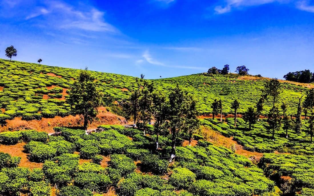 Mysore