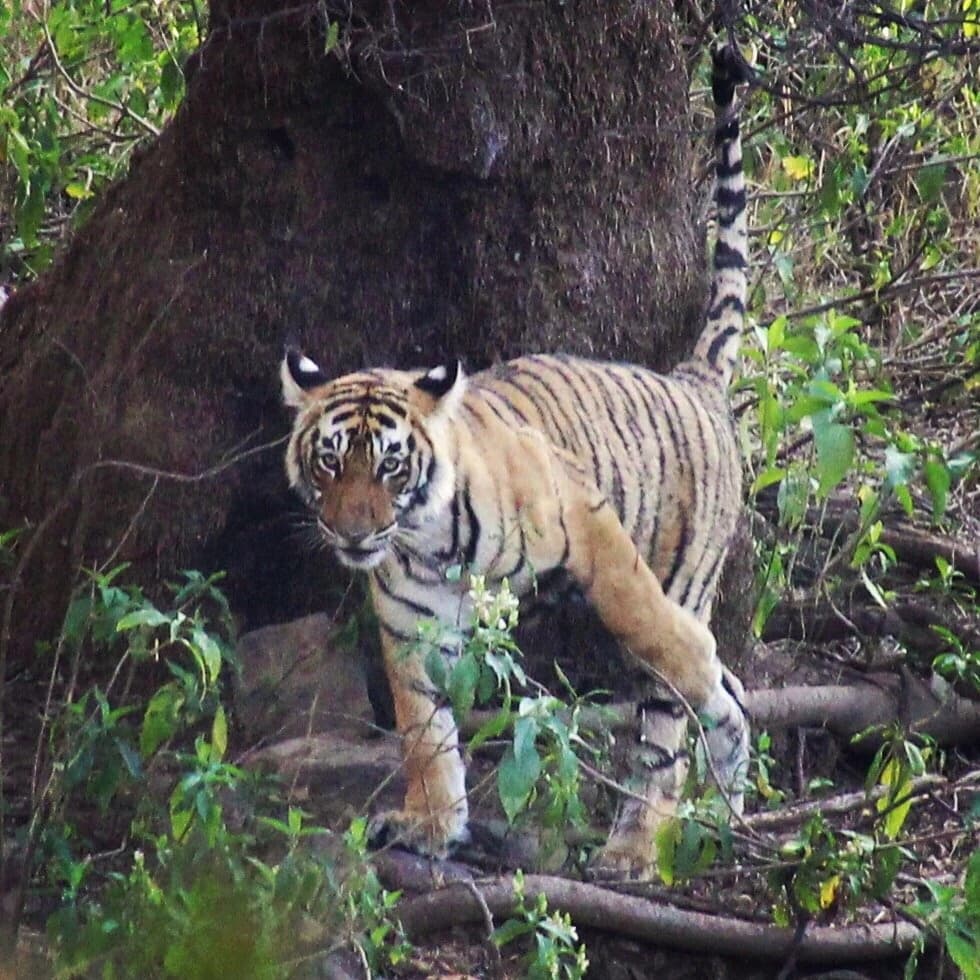 Rajasthan reale e Varanasi — photo 1