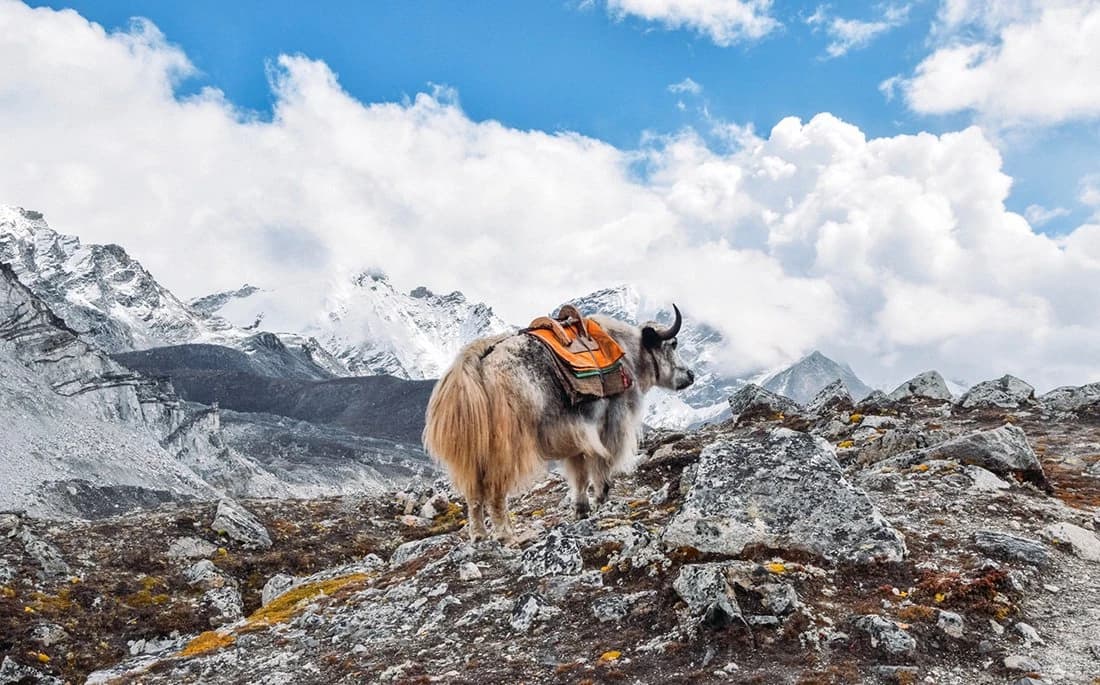 Trekking tour through Nepal — photo 6