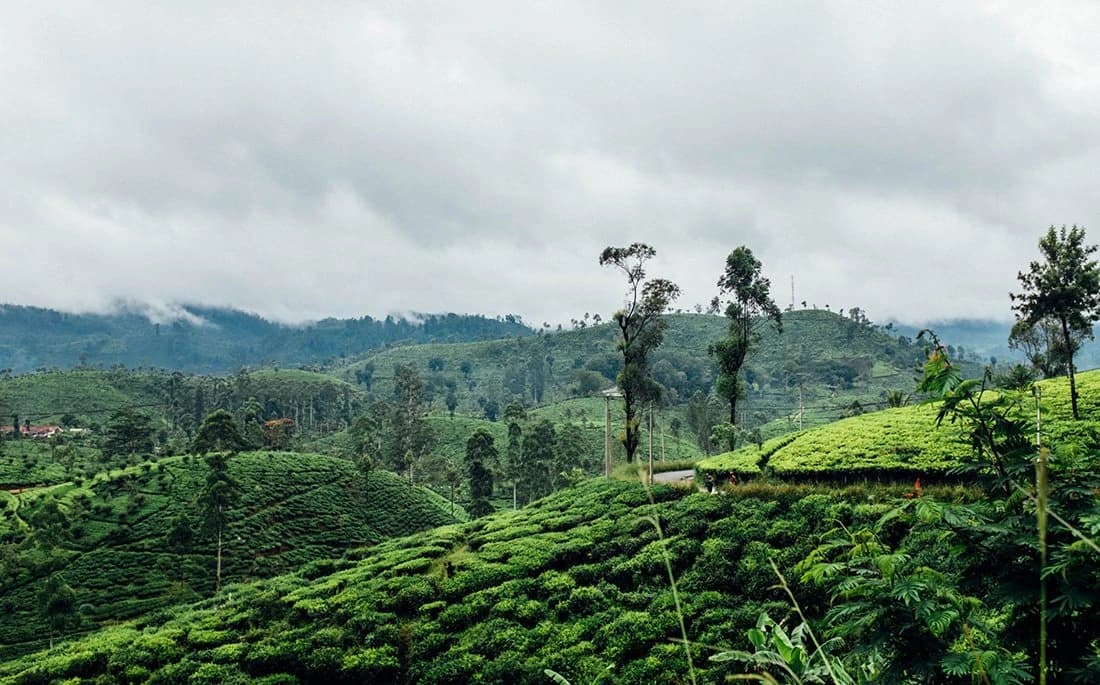 Sri Lanka's glory — photo 5