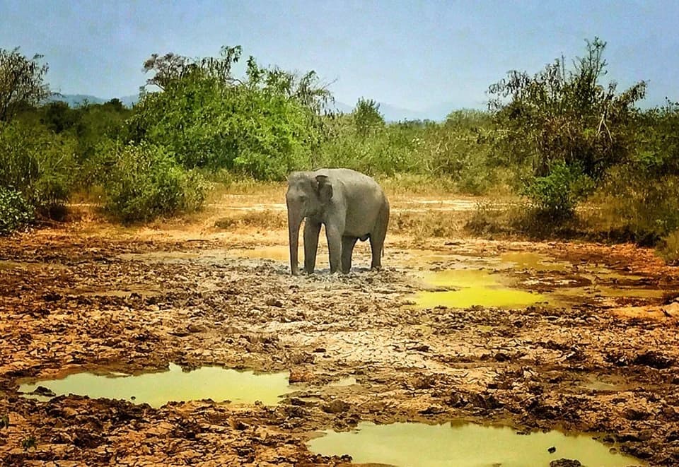 Udawalawe — tailor-made trips with The Asian Trip