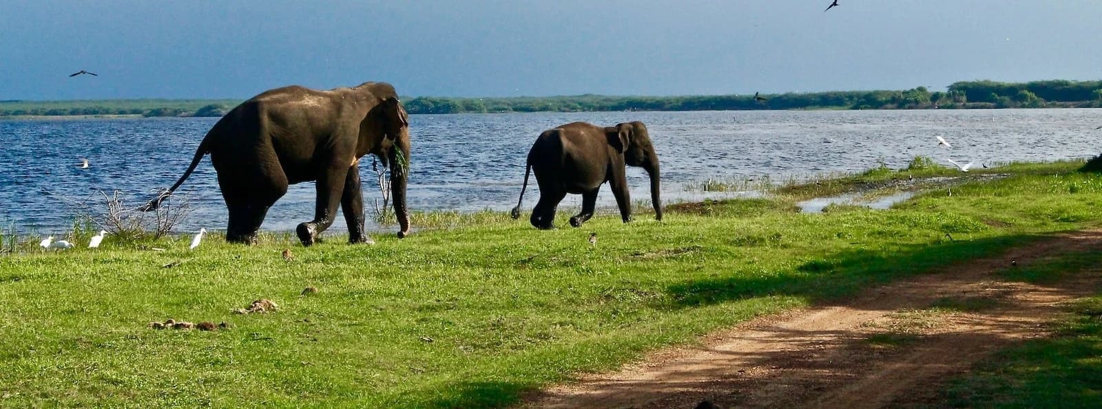 Wie viel Zeit verbringen die Reisen in Yala?