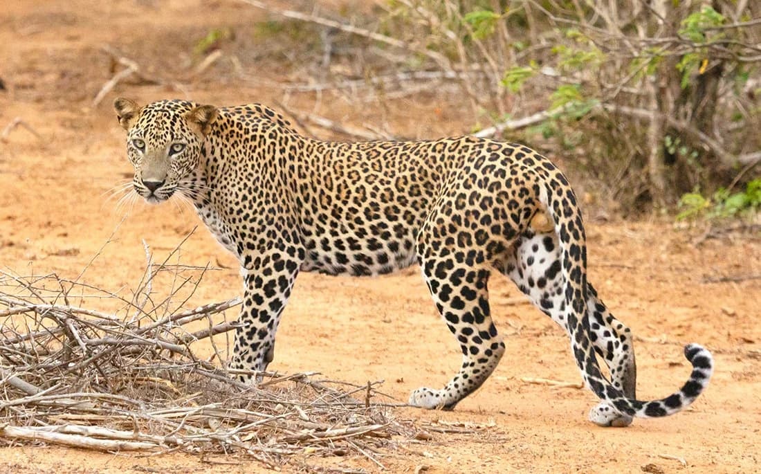 Sri Lanka Wildlife Safaris: What You Need to Know