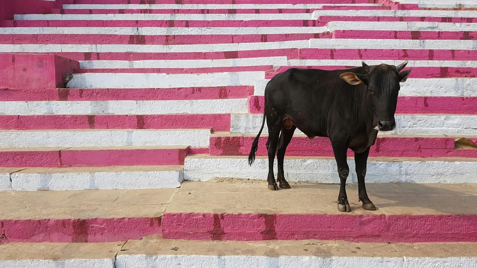 India’s fascinating animal kingdom
